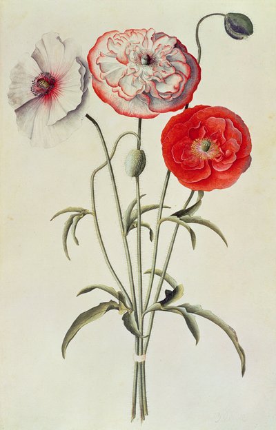 Papaveri: Papavero dei campi (Papaver Rhoeas) da Georg Dionysius Ehret